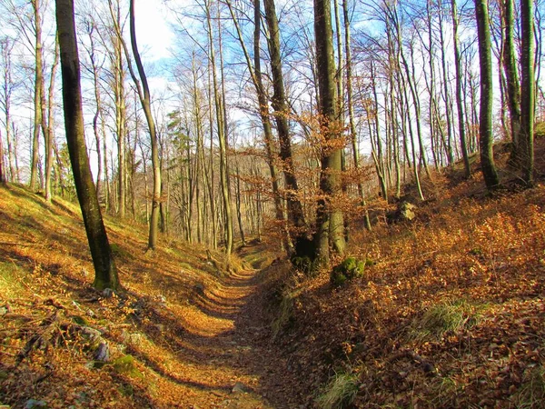 Chemin Menant Travers Une Forêt Hêtres Sans Feuilles Aux Couleurs — Photo