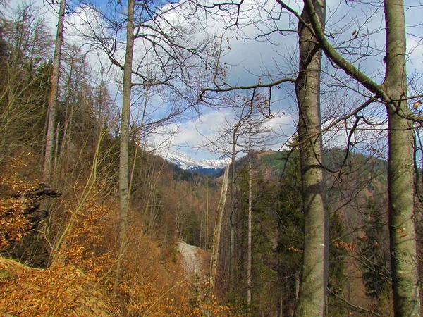 슬로베니아의 산맥에 뒤쪽에 눈덮인 봉우리들이 — 스톡 사진