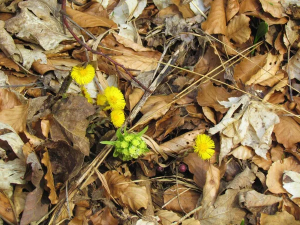 黄色の花が咲くコルツフット Tussilago Farfara とホワイトバターバー Petasites Albus の終わり森の床を覆う乾燥した葉から成長する野生の花 — ストック写真