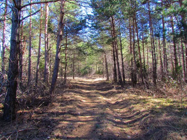 Strada Forestale Che Attraversa Una Foresta Pini Silvestri Pinus Sylvestris — Foto Stock