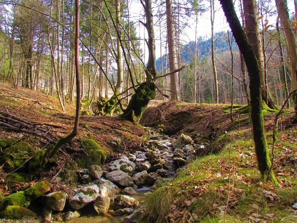 斯洛文尼亚的一条山溪流经山毛榉和云杉林 — 图库照片