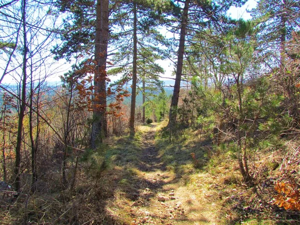 在斯洛文尼亚的Sveta Trojica下 一条小路穿过一棵苏格兰松树 Pinus Sylvestris 地面覆盖着干草 树叶闪烁着阳光 — 图库照片