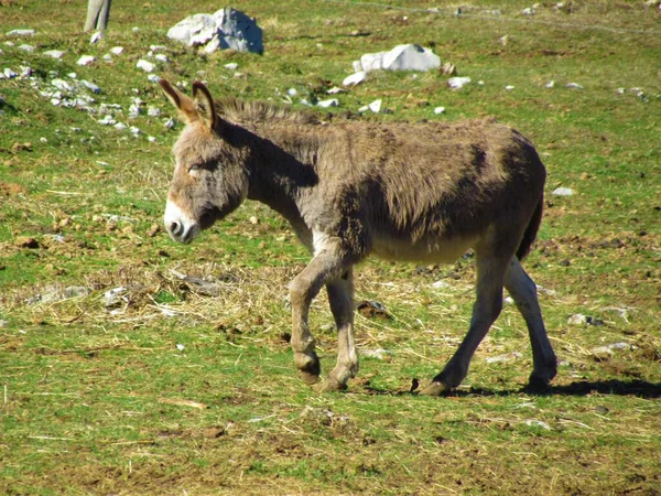 Donkey walking across a meadow
