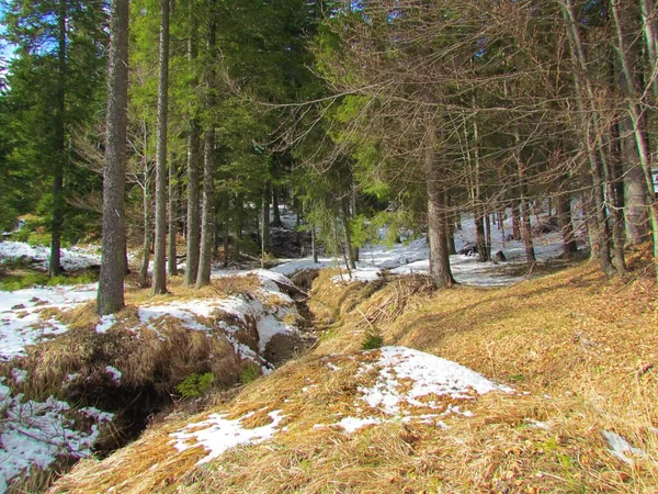 Ruisseau Montagne Entouré Une Forêt Épinettes Herbe Sèche Éclairée Par — Photo