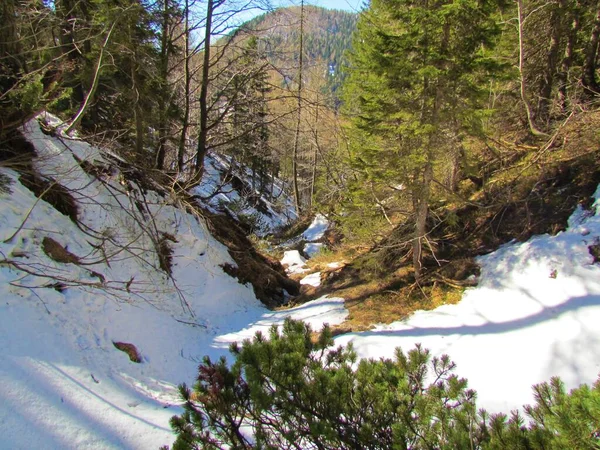 Sněhem Pokryté Údolí Pokljuky Triglavském Národním Parku Slovinsko Zarostlé Smrky — Stock fotografie