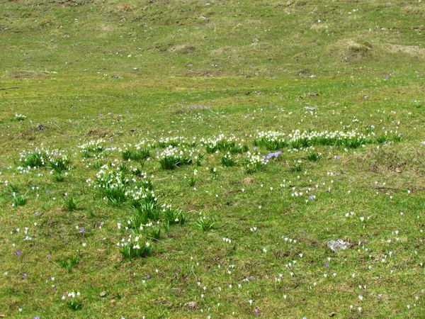 야생화로 초원에 눈송이 Leucojum Vernum 크로커스 크로커스 Crocus Vernus — 스톡 사진