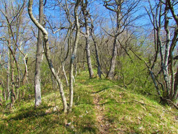 Ścieżka Wiodąca Przez Las Jesionu Manskiego Dąb Sesyjny Słowenii Roślinnością — Zdjęcie stockowe