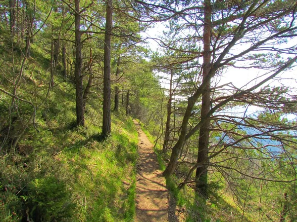 Sentiero Che Attraversa Una Pineta Scozzese Slovenia Con Vegetazione Fresca — Foto Stock