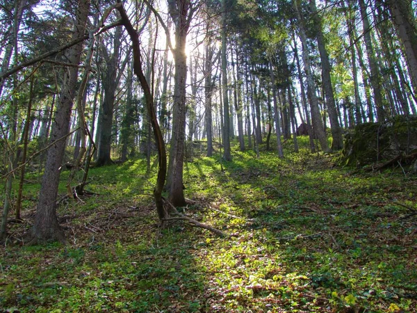 Pente Couverte Forêt Épinettes Végétation Printanière Slovénie Avec Des Rayons — Photo