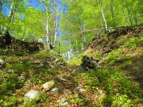 Strahlend Grüner Buchenwald Späten Frühling Auf Dem Weg Nach Planina — Stockfoto