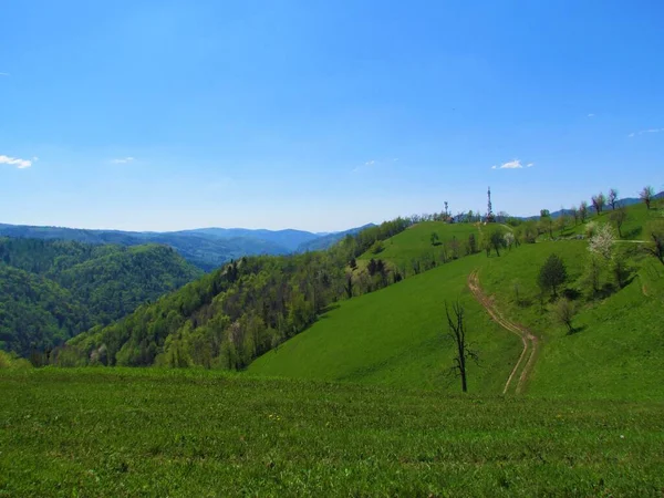 Velká Louka Nad Obcí Ljubinj Slovinsku Pokrývající Svahy Les Vzadu — Stock fotografie