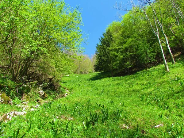 Strahlend Grüne Wiese Mit Spätfrühlingshafter Vegetation Umgeben Von Wäldern Die — Stockfoto