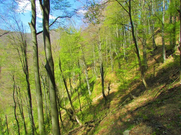 Common beech forest in bright green colors in late spring with leaves starting to sprout on the path to Planina Stador in Slovenia