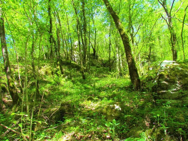 Ярко Зеленый Лес Европейского Хмелеводства Поздней Весной Пышной Растительностью Покрывающей — стоковое фото