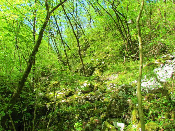 Bright green forest of european hornbeam in late spring with lush vegetation covering the ground on the path to Beri waterfall in Slovenia