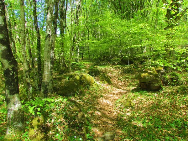 Ярко Зеленый Роговичный Общий Буковый Лес Косеска Корита Словении Конце — стоковое фото