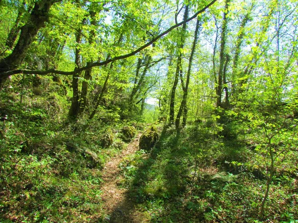 Helder Groen Europees Haagbeuk Bos Bij Koseska Korita Slovenië Met — Stockfoto