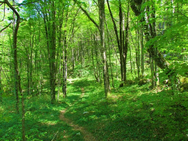 Camino Que Conduce Través Bosque Carpe Europeo Koseska Korita Eslovenia — Foto de Stock