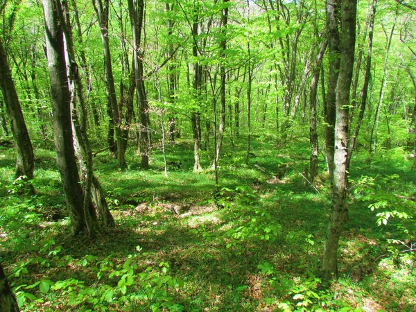 Bosque Carpe Europeo Koseska Korita Eslovenia Con Rayos Sol Brillando — Foto de Stock