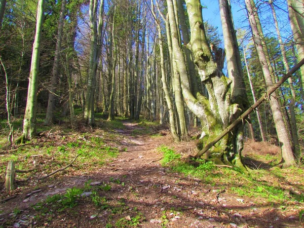 Bright sunlit common beech forest under Porezen mountain in Slovenia in spring with freshly grown false helleborine, white hellebore or white veratrum (Veratrum album) plants