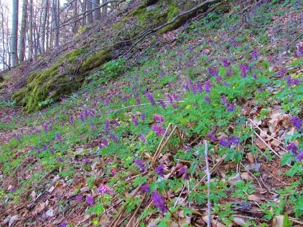 Campo Flores Hierba Hueca Color Púrpura Corydalis Cava Que Cubren —  Fotos de Stock