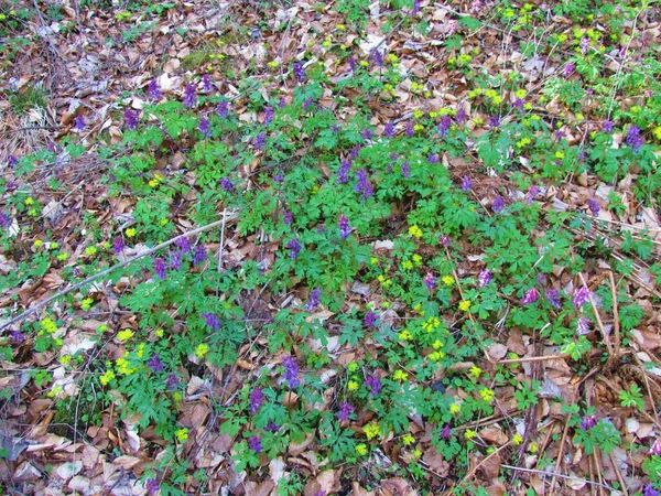 Flores Flores Púrpuras Hloewort Corydalis Cava Flores Primavera Que Cubren —  Fotos de Stock