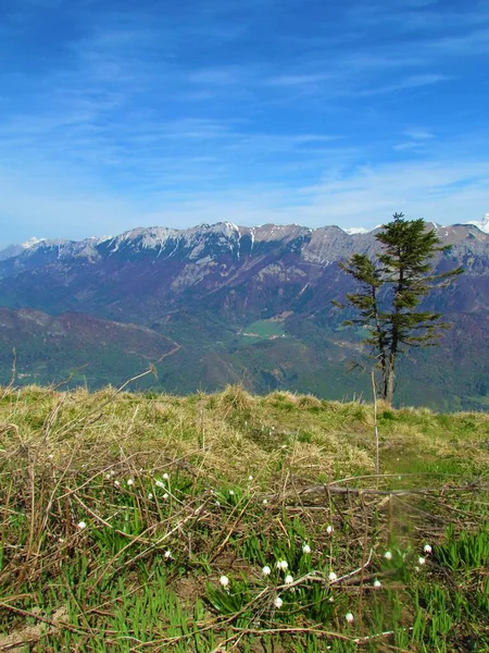 俯瞰斯洛文尼亚的巴斯卡格拉帕山谷和朱利叶斯阿尔卑斯山 Crna Prst和Rodica以及春天的野花春天的雪花在前面生长 — 图库照片