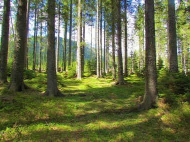 Triglav Ulusal Parkı 'ndaki Pokljuka' daki Spruce Ormanı, Slovenya 'nın parlayan güneşi