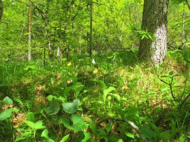 Kadın terlik orkidelerinin (Cypripeoideae) alt familyasındaki sarı çiçekli Cypripedium kalseolus (Kiripedi çiçekleri)