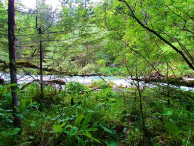 Slovenya 'daki Kamniska Bistrica nehri önlerinde yemyeşil bitki örtüsü ve ormanla birlikte.