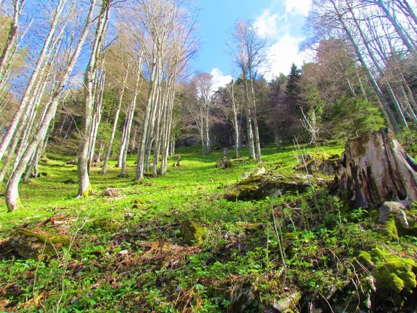 Steiler Hang Mit Buchenwald Und Leuchtend Grünem Frischen Frühling Krautige — Stockfoto