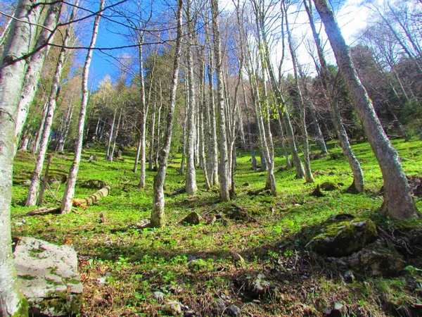 Pente Abrupte Couverte Hêtraies Une Végétation Herbacée Fraîche Printemps Vert — Photo