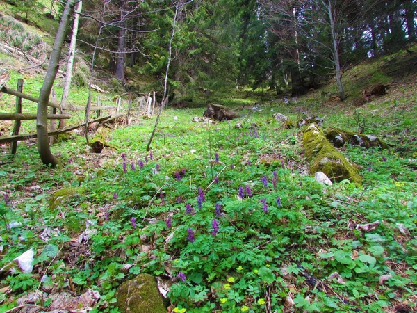 Łata Purpurowych Kwitnących Dziurawca Corydalis Cava Kwiaty Lesie Świerkowym Drewniane — Zdjęcie stockowe