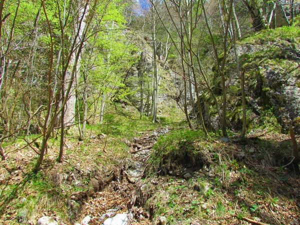 Ruisseau Montagne Sec Menant Passage Étroit Printemps Avec Feuillage Printanier — Photo