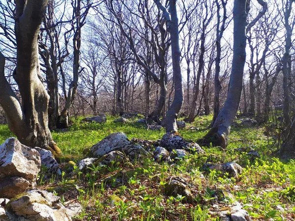 Common beech forest at Nanos plateau in Primorska region of Slovenia with leafless trees and bright green early spring plants sprouting out of the ground