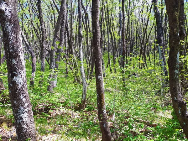 Europäischer Hopfenhainbuchenwald Slowenien Frühling Mit Bäumen Die Anfangen Blätter Sprießen — Stockfoto
