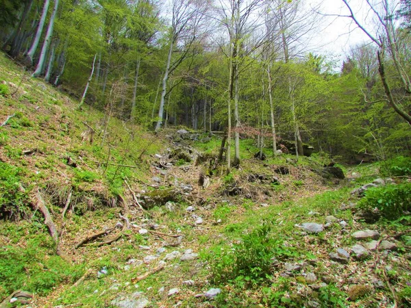 Umiarkowany Górski Liściasty Las Bukowy Wiosną Jasnozielonymi Liśćmi Słowenii — Zdjęcie stockowe