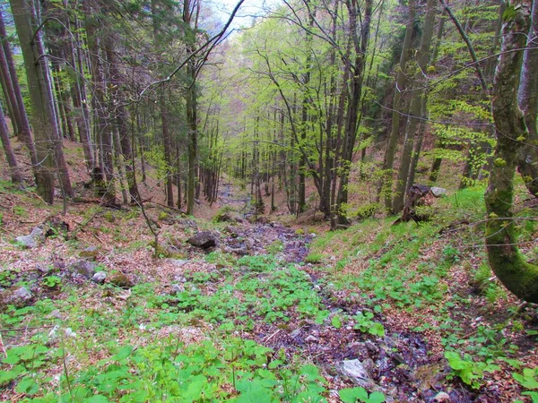 Ruisseau Montagne Descendant Une Pente Raide Travers Une Forêt Épinettes — Photo