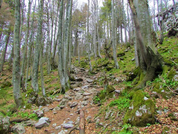 スロベニアのブナの森を通り 緑豊かな春の草本植物が地面を覆います — ストック写真