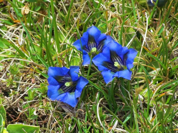 Close Blue Wildflowers Clusius Gentian Gentiana Clusii — 스톡 사진