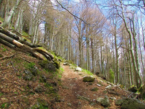 一条小路穿过斯洛文尼亚阳光普照的山毛榉林 树叶开始发芽 草本植物覆盖在地面上 — 图库照片