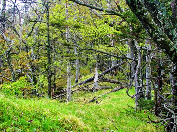 Common beech and spruce forest in Slovenia with bright green grass and logs covering the ground
