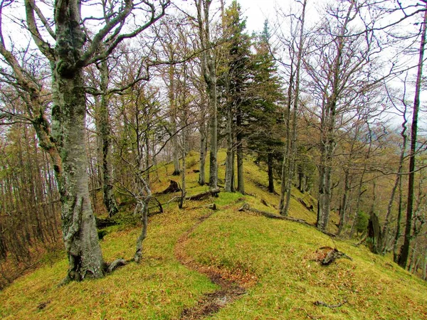 Тропа Ведущая Через Хребет Словении Покрытая Буком Еловым Лесом Готовая — стоковое фото