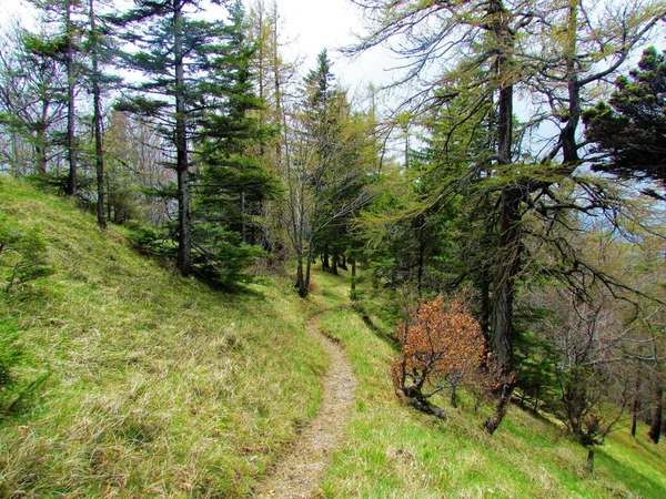一条小径穿过斯洛文尼亚Jovorjev Vrh下面被云杉和落叶松环绕的山地草甸 — 图库照片