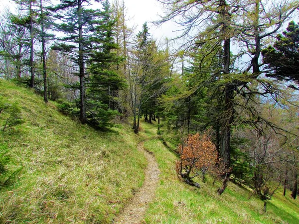 Sendero Que Conduce Través Prado Montaña Eslovenia Bajo Jovorjev Vrh —  Fotos de Stock