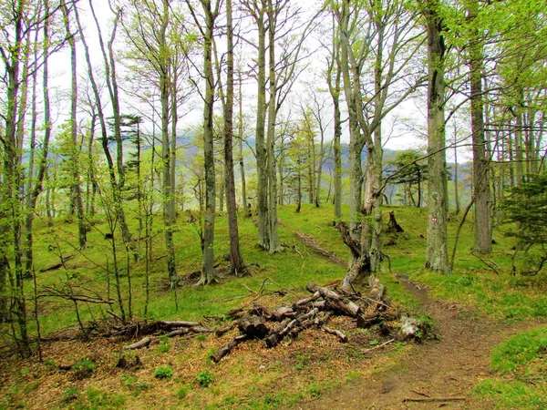 Wspólny Las Sosnowy Bukowy Sosnowy Słowenii Drzewami Zaczynającymi Kiełkować Liście — Zdjęcie stockowe