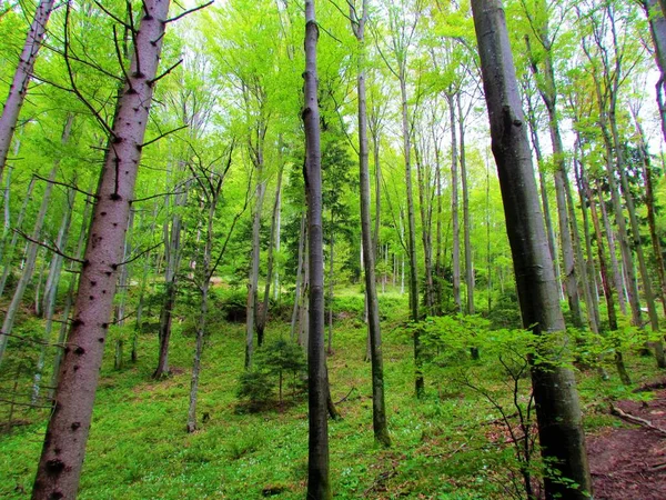 Common beech forest in Slovenia in bright green fresh spring foliage