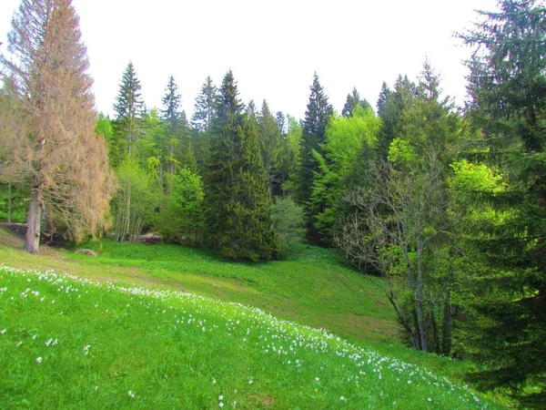 Meadow Golica Mountain Karavanke Mountains Slovenia Full White Blooming Poet — Stock Photo, Image