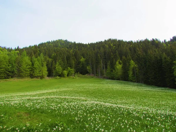 Meadow Golica Mountain Karavanke Mountains Slovenia Full White Blooming Poet — Stock Photo, Image