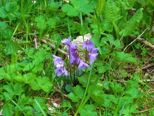 Close Purple Blooming Alpine Snowbell Blue Moonwort Soldanella Alpina Flowers — Stock Photo, Image